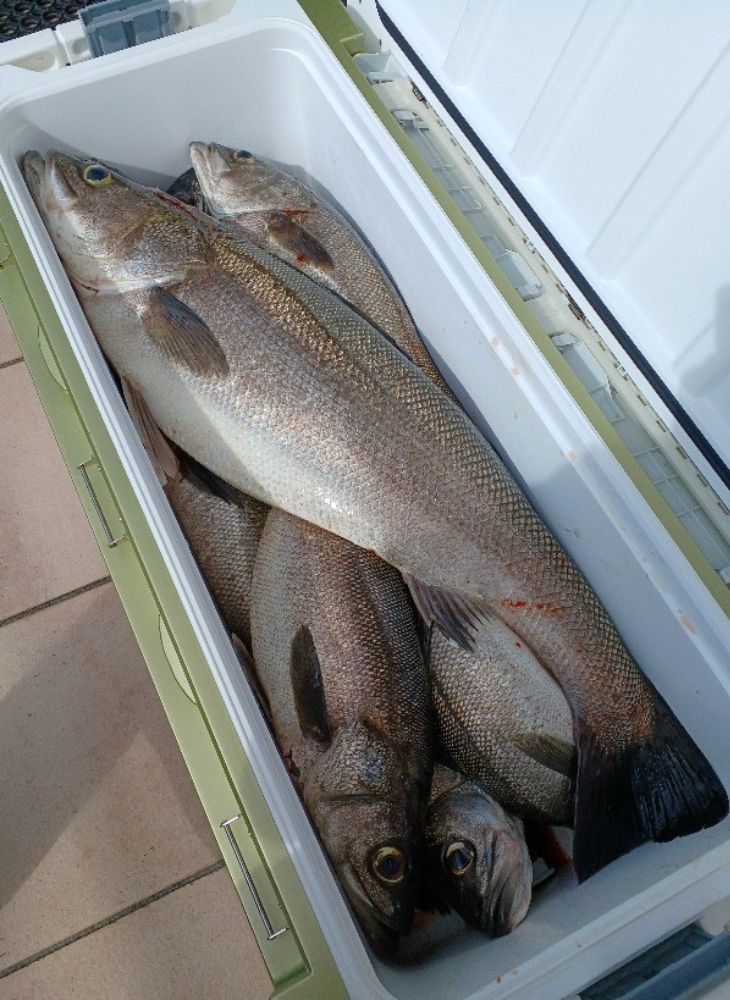 先日のボートシーバスの釣果です。シーバスは大きさによって呼び名が変わる魚ですが、今回は60cmを越える「スズキ」を8本上げることができました。 ボートシーバスは