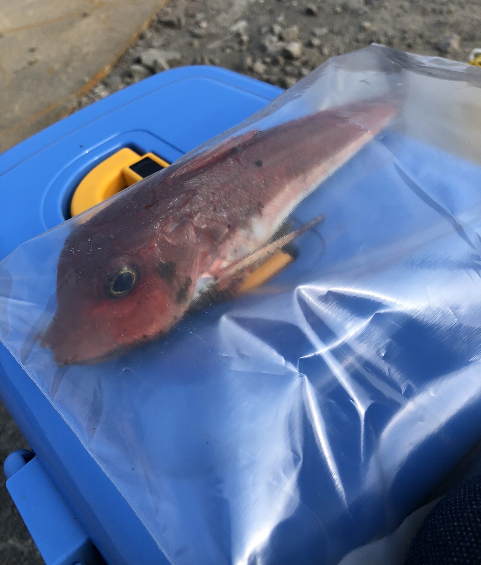 この魚が何か分かる人は魚に詳しい人だと思います。写真では判断が難しいのですが、これは「カナガシラ」という種類の魚です。初夏に青イソメを付けてキス釣りをしていた時