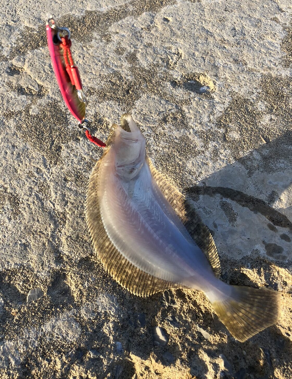 ショアジギングでは様々な魚種を釣ることができますが、その中でもヒラメは大当たりです。高級魚のヒラメは店で買っても当然美味しいですが、自分で釣って適切に血抜きなど