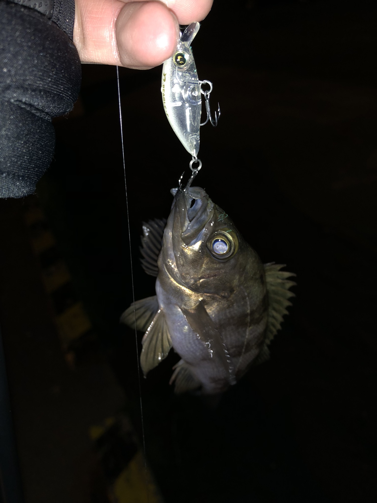 メバルプラッキングはワームでの釣りに比べると少し難易度が高いですが、その分奥が深くて面白いです。基本的にはキャストしてリトリーブ（ただ巻き）をするだけなのですが