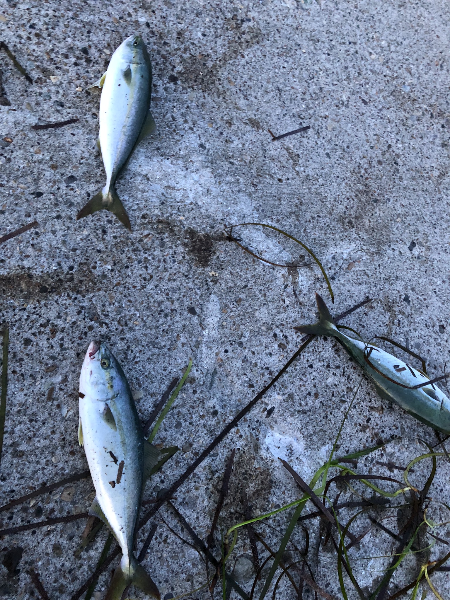 夏から秋に変わる頃に、秋の新仔狙いのエギングをしに漁港に行った際の釣果です。朝マズメ前の暗闇の中エギを投げ続けていたもののアオリイカは全く釣れませんでした。水が