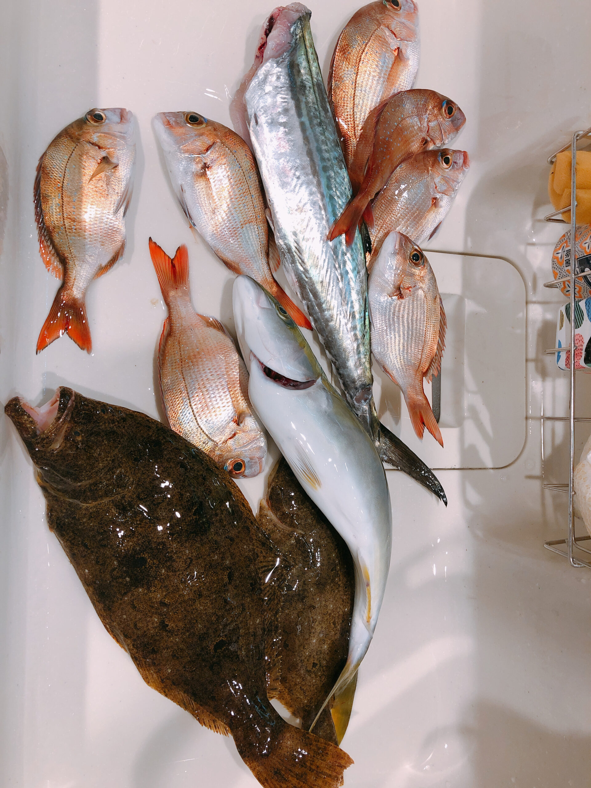 10月に船で真鯛を釣りに行った時の釣果です。オフショアの釣りは比較的大物を高確率で釣ることができるのが魅力です。 仕掛けはブラーに青イソメを付けた落とし込み釣り