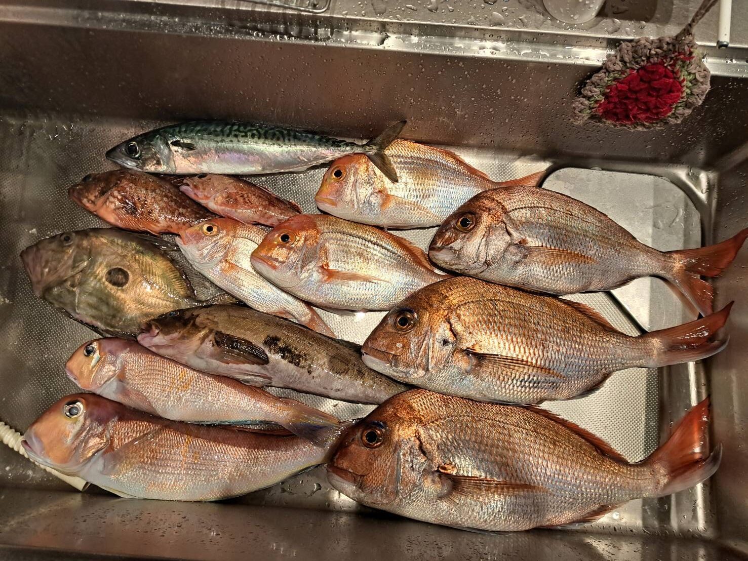 6月船釣りでの釣果です。友人の保有する小型船で朝方出港しました。 水深は90mのポイントで仕掛けはタイラバ。船中で真鯛が13枚釣れました。サイズは45～55cm