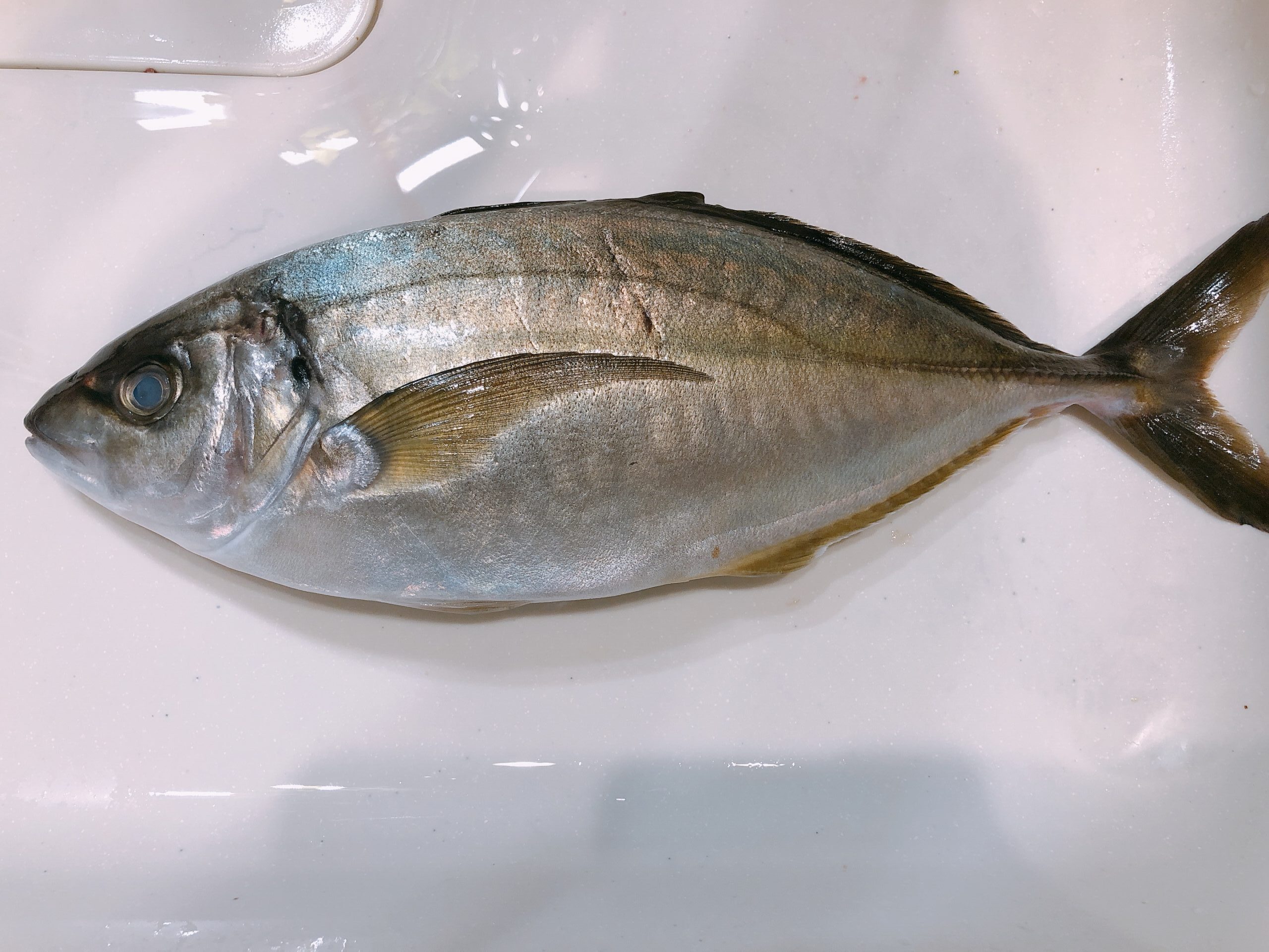 狙って釣れる高級魚シマアジです。残念ながら自分の釣果ではなく貰い物（おすそ分け）ですが、色々な魚を食べた中でもトップクラスに美味しい魚と思っています（個人の感想