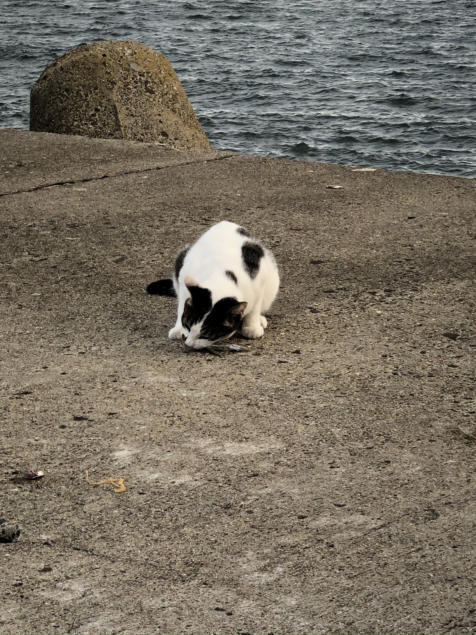 漁港や漁村、離島では猫を見かけることがとても多いです。漁港で釣りをしていると猫が寄ってきて魚をねだったり、釣った魚のバケツから魚を取っていくなどの犯行現場を目撃