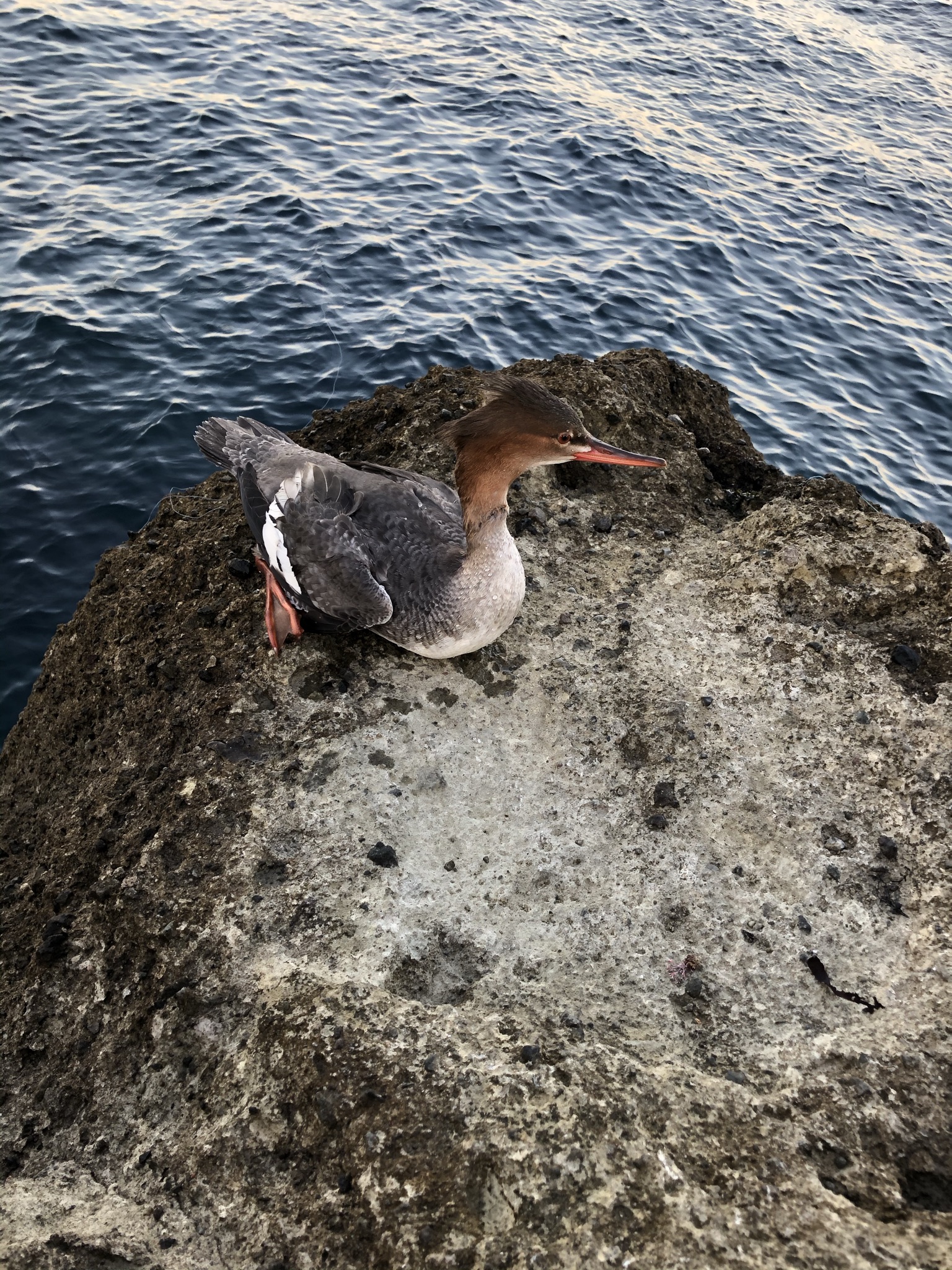 釣りをしていて鳥で酷い目に遭ったことのあるアングラーは少なくないと思います。キャストしたり着水して泳いでいるルアーを魚と勘違いして持っていってしまったり、ライン