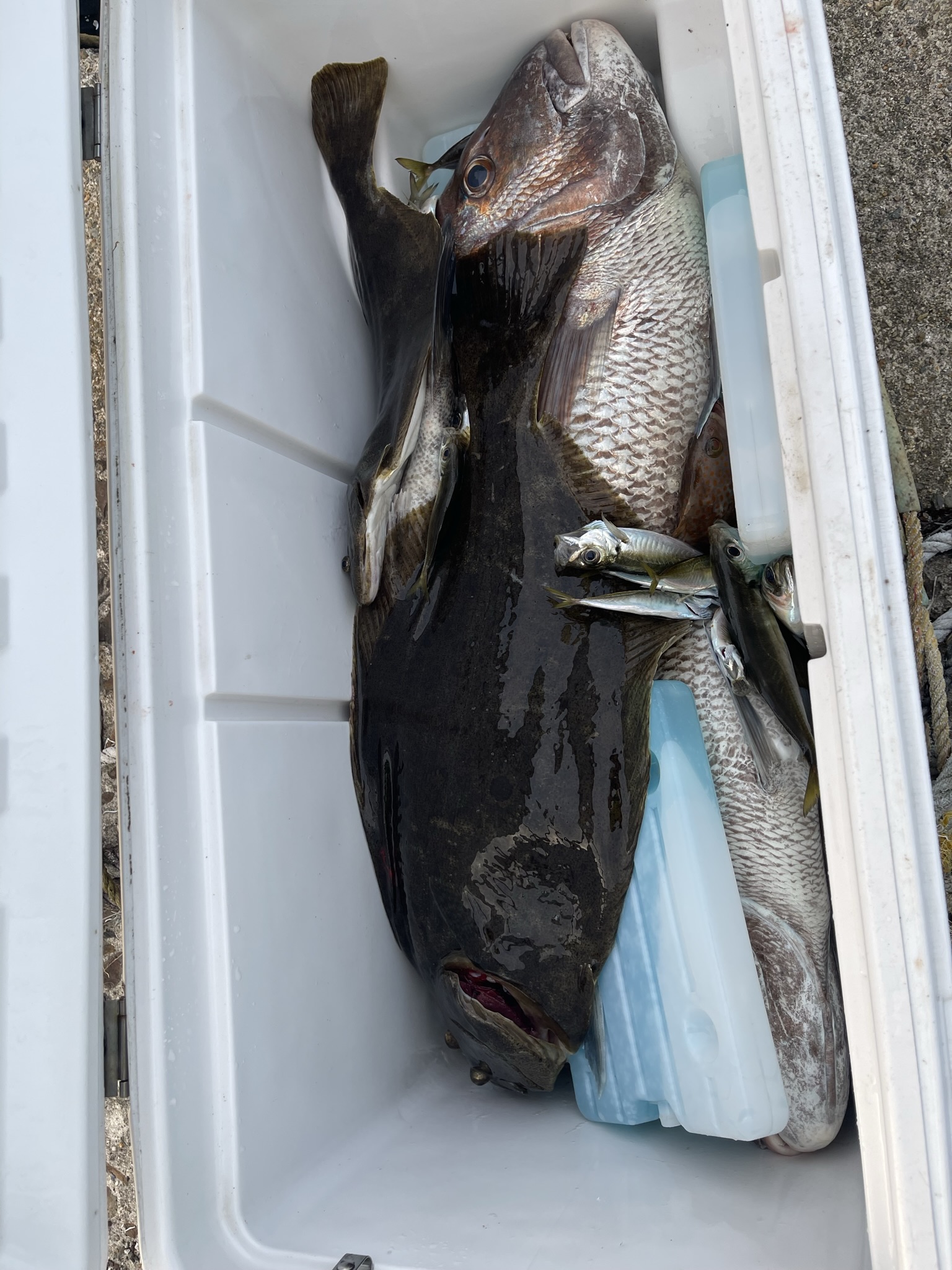 泳がせ釣りの面白いところは釣れるまで何が釣れるか分からないところと、釣れる魚が確実に大型のフィッシュイーターであるところです。たまに自分の体と同じくらいの獲物を