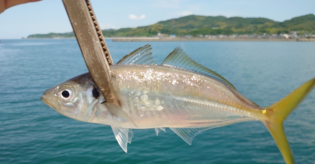 アジング初心者必見！最強タックル&絶対釣れるポイント完全ガイド