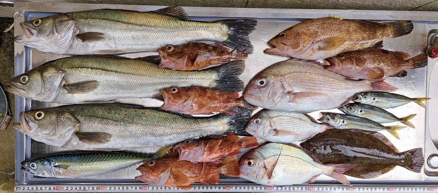 ヒラメ狙いに出港しましたが、狙いのヒラメはあまり釣れずでした。 気温や水温も少し落ちてきて魚の活性が上がってきた、ハイシーズンの秋を感じます。