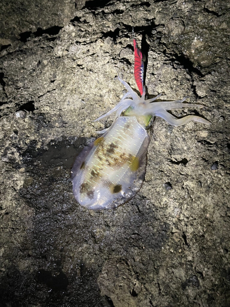 地磯で釣れたアオリイカ(赤系のエギ)