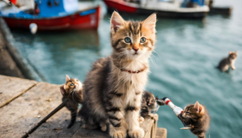 ふと思った素朴な疑問