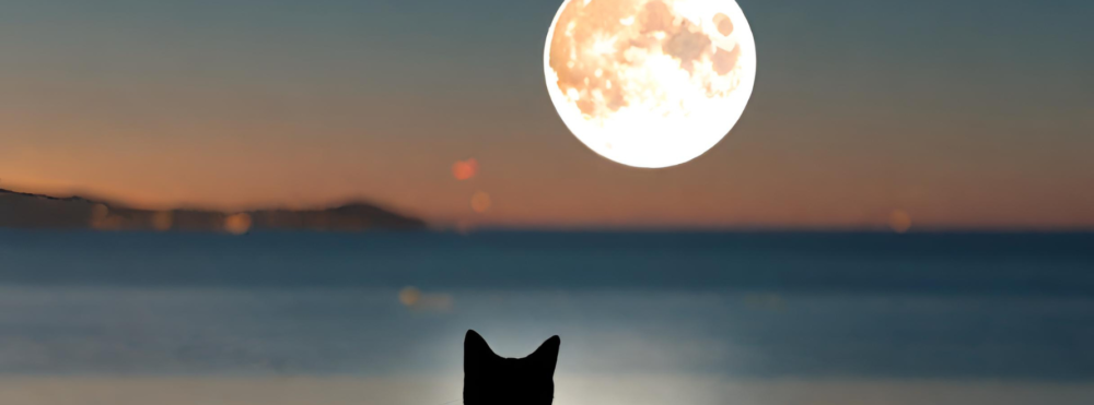 ねこりく（猫が陸を釣る）【公式】：イラスト画像